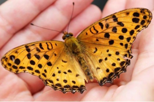 Erstkommunion Emprema communiun