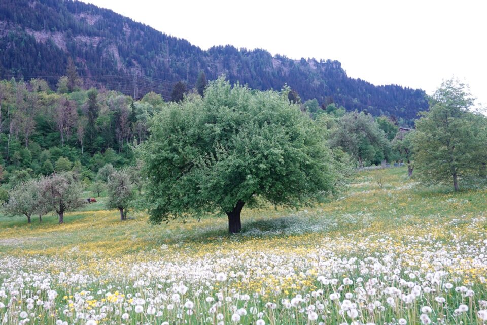 Impuls Juni
